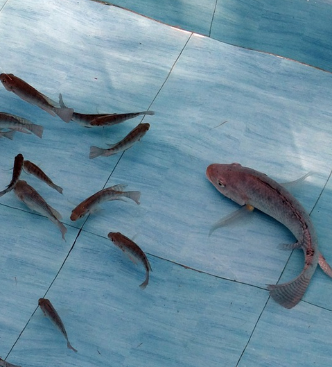 ras fish