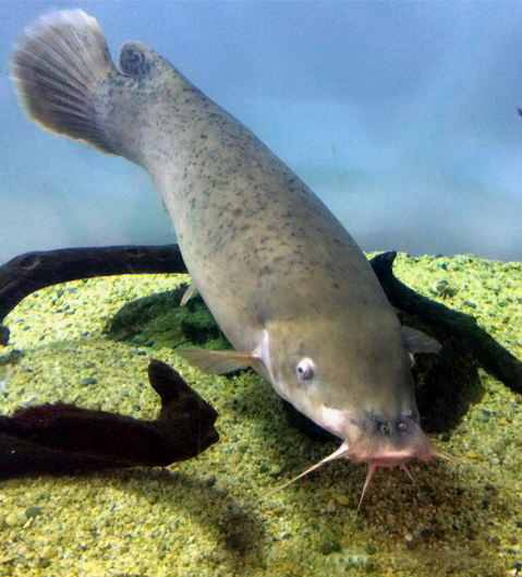 ras fish